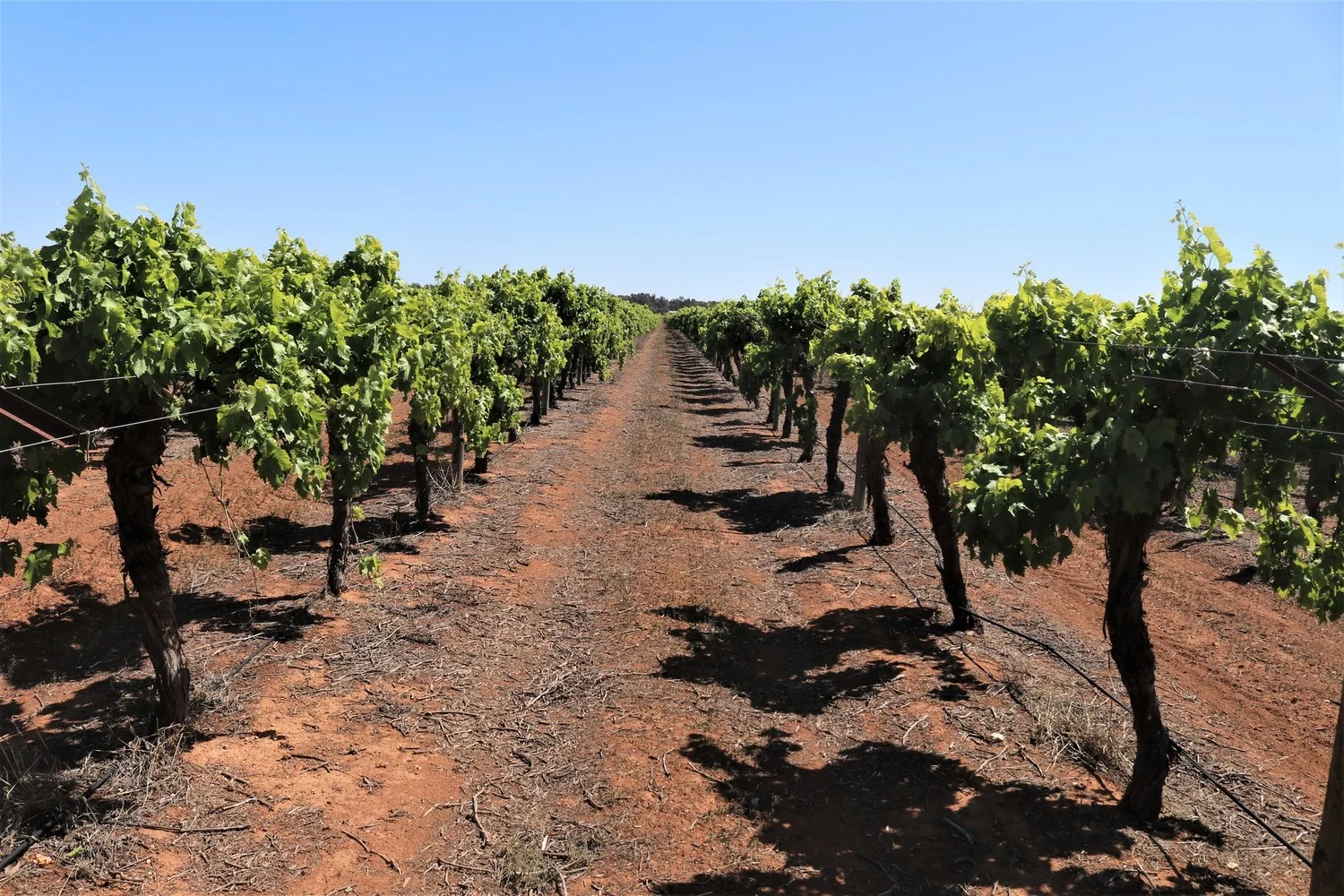 Additional image 8 of 2756 Tapalin Mail Road, Euston NSW 2737