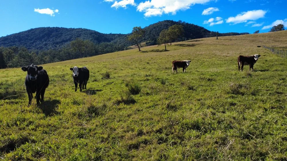 Additional image 21 of 176 McMillans Road, Ellenborough NSW 2446