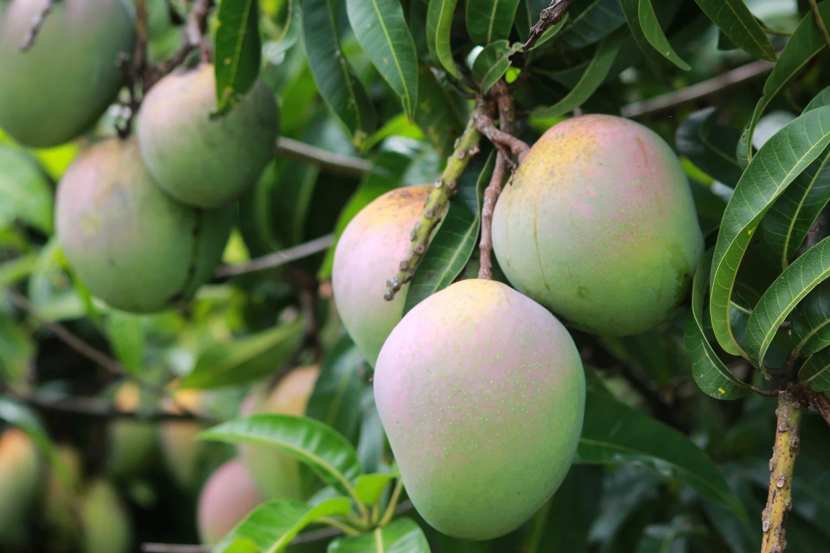 Additional image 36 of 107 Cherry Creek Road, Cherry Creek QLD 4314