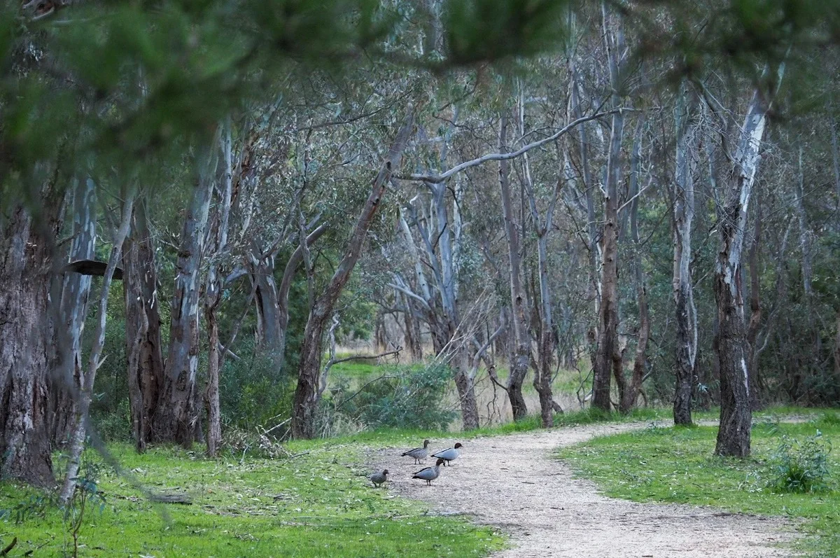 Additional image 7 of Lot 14/60 Caldwell Street, Heathcote VIC 3523