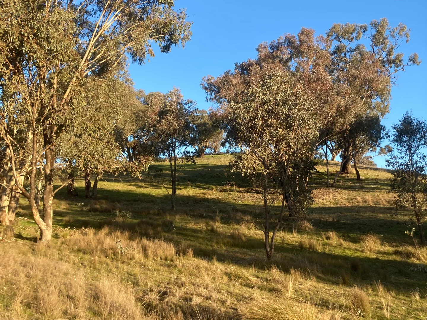 Additional image 2 of 27 Oak Street, Reids Flat NSW 2586