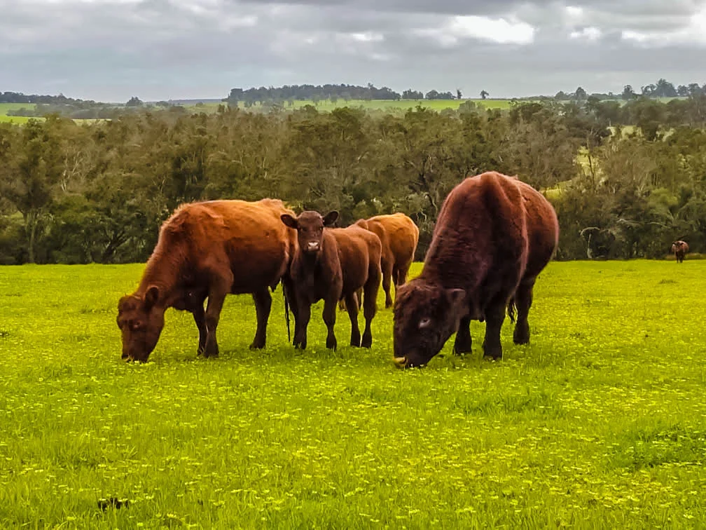 Additional image 5 of 186 Blechynden Road, Dinninup WA 6244