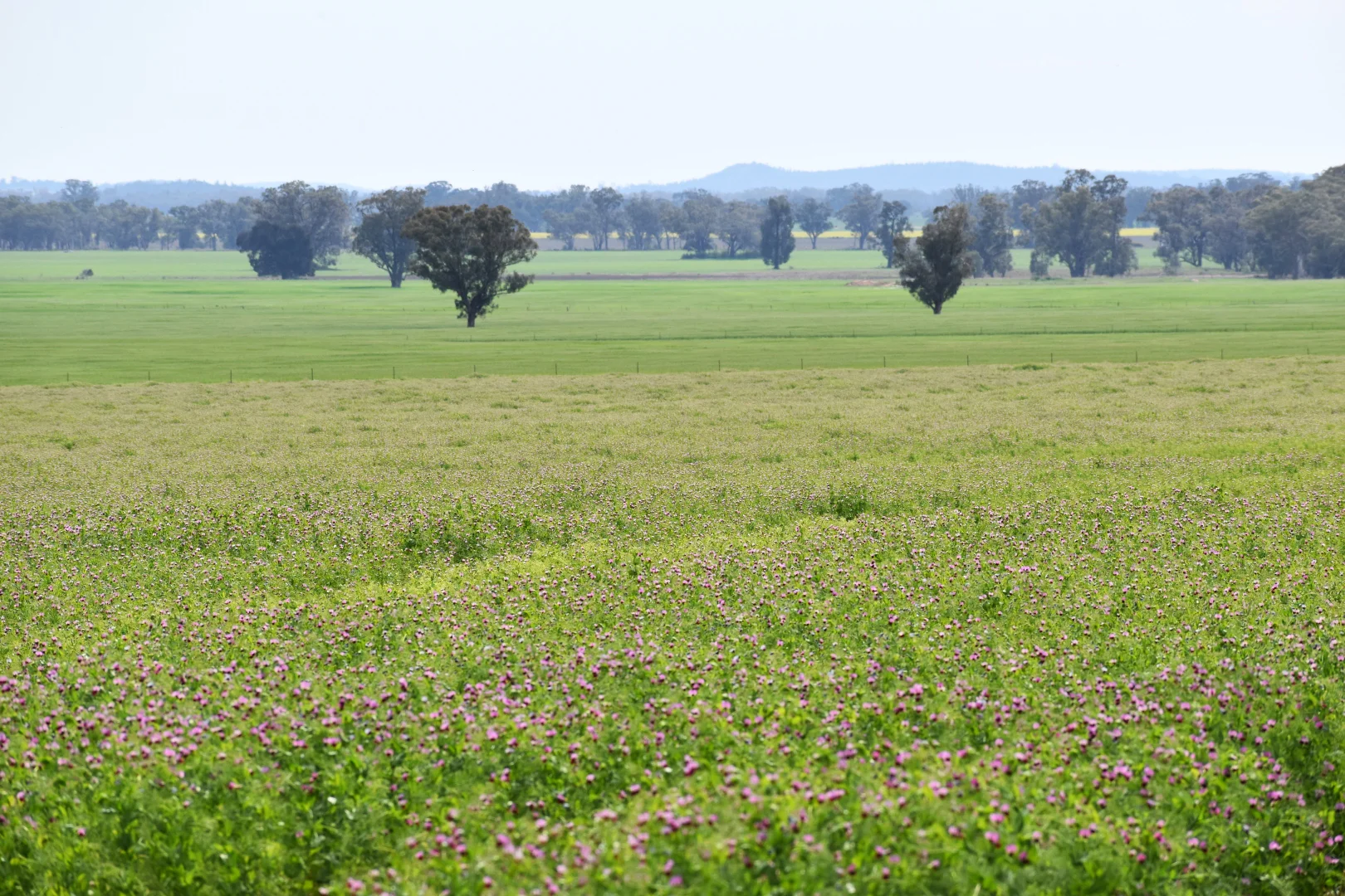 Additional image 5 of "Ben Hall Park" Yarrangong Road, Forbes NSW 2871