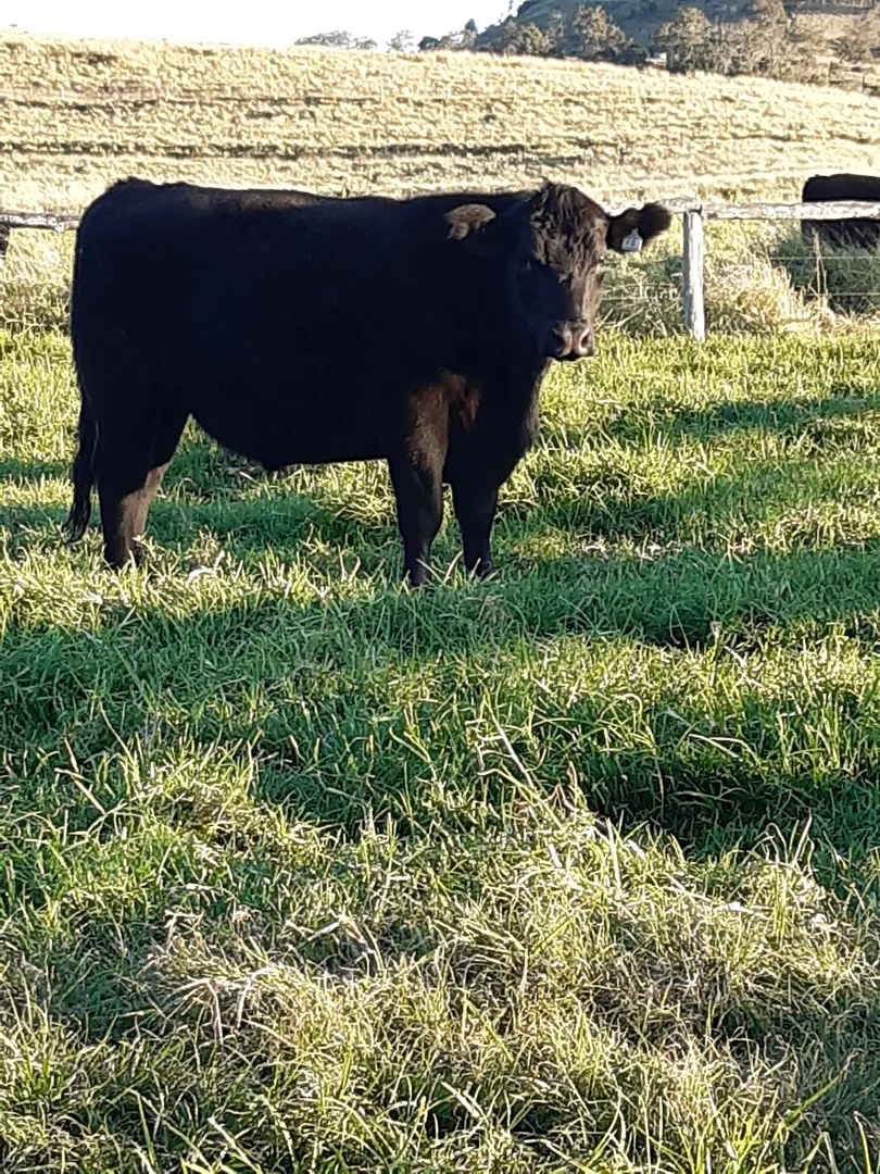 Additional image 12 of 59 Thornville Range Road, Thornville QLD 4352