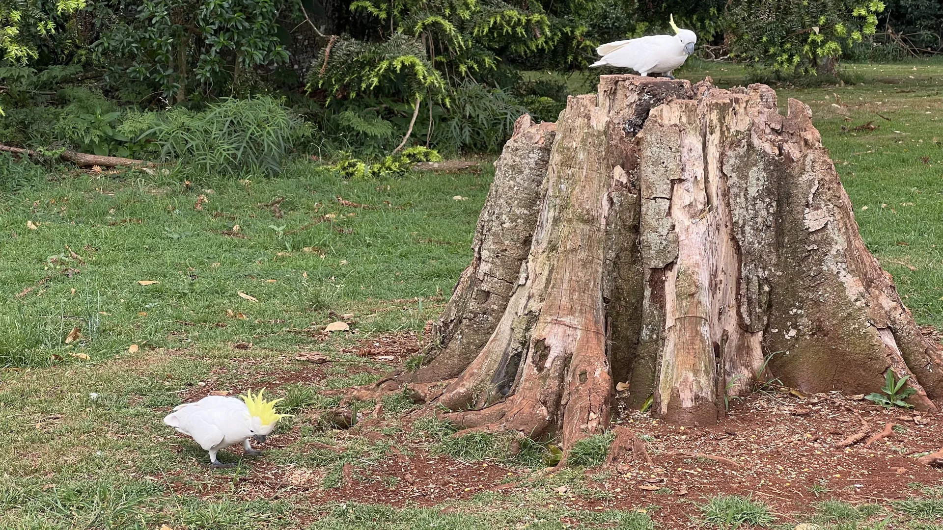 Additional image 17 of 3366 Bunya Mountains Road, Bunya Mountains QLD 4405