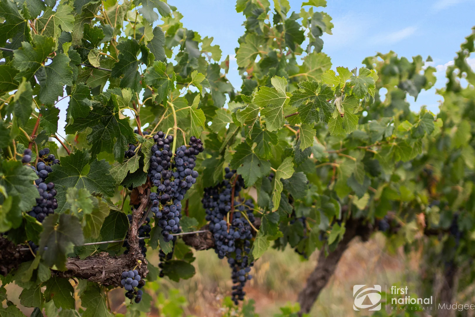 Additional image 7 of 70 Shiraz Drive, Gulgong NSW 2852