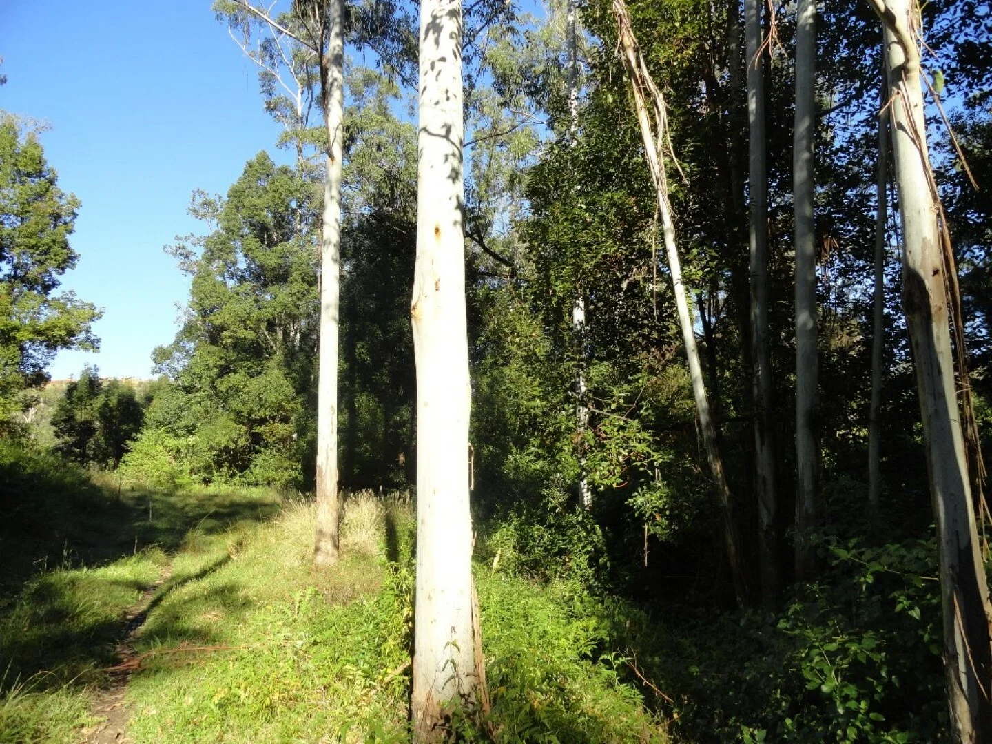 Additional image 17 of 1810 Afterlee Rd, Kyogle NSW 2474