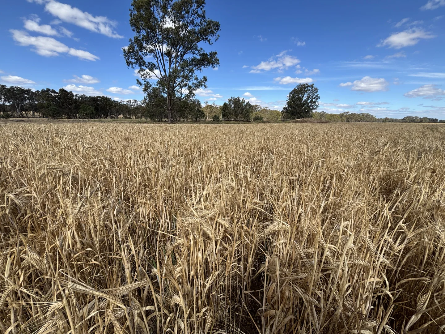 Additional image 3 of 649 Dunolly-Avoca Road, Mount Hooghly VIC 3472