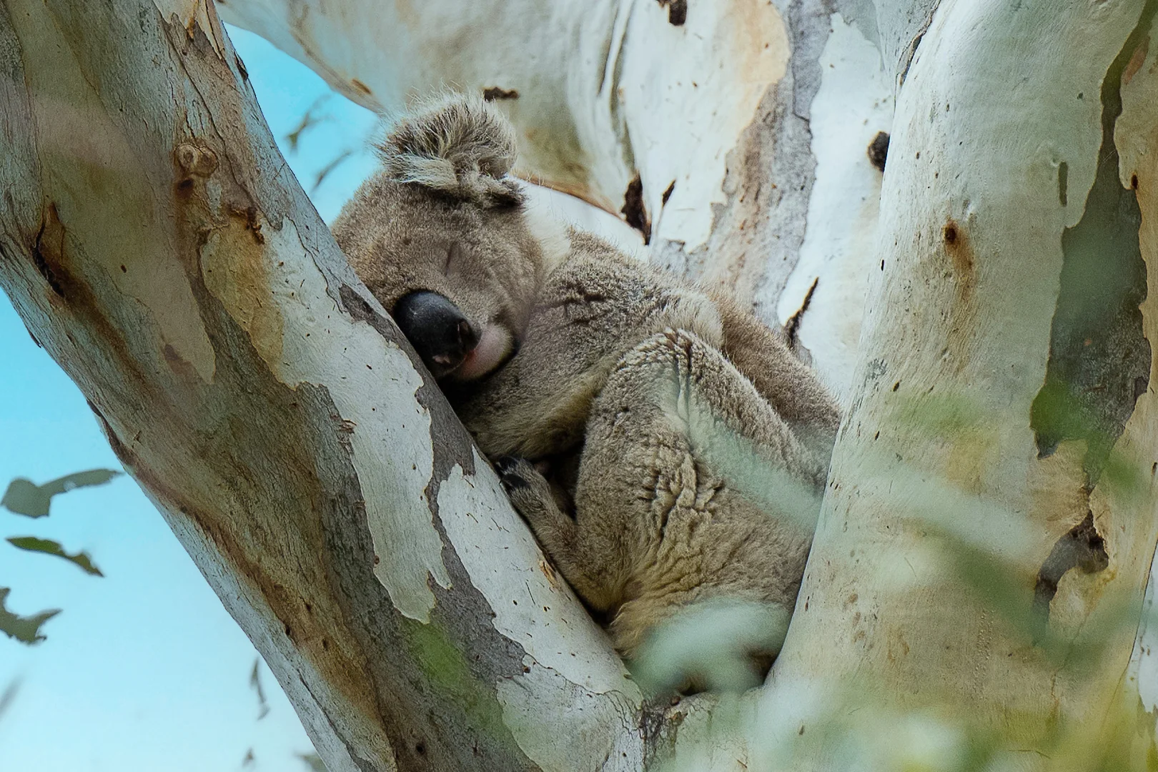 Additional image 4 of 174 Causeway Road, Paringa SA 5340