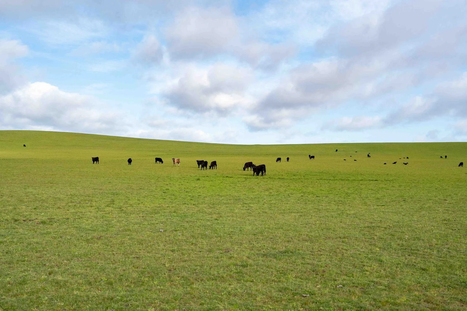 Rushy Lagoon TAS 7264