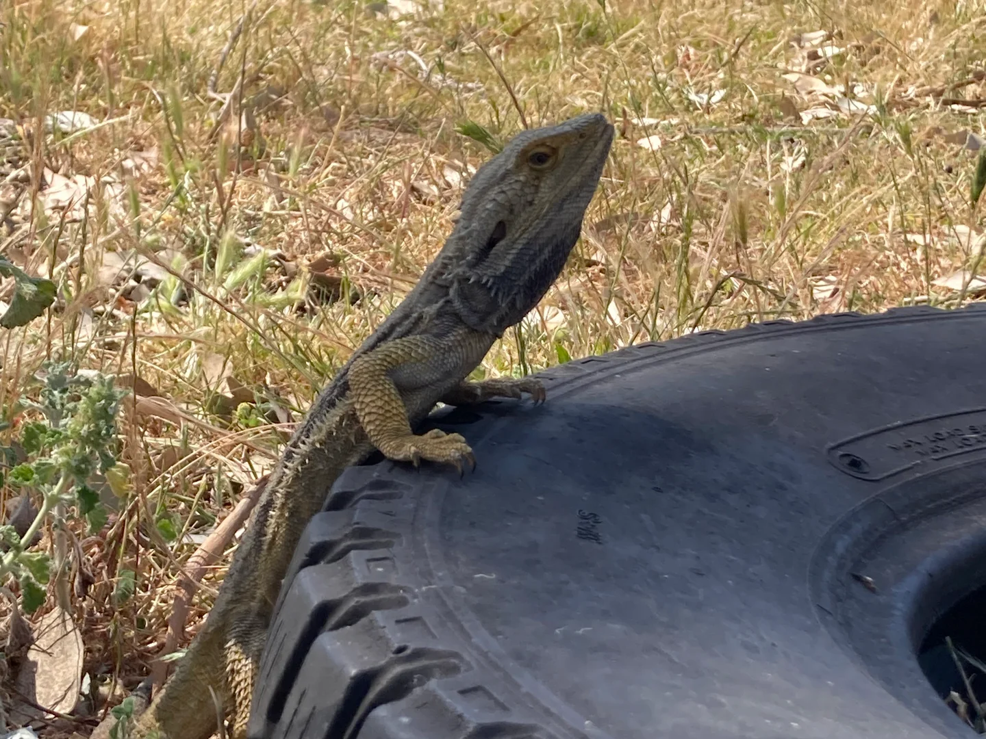 Additional image 6 of 27 Oak Street, Reids Flat NSW 2586