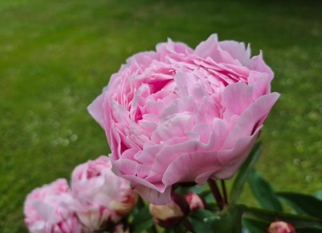 Additional image 32 of Botriphnie Stables, Drummuir