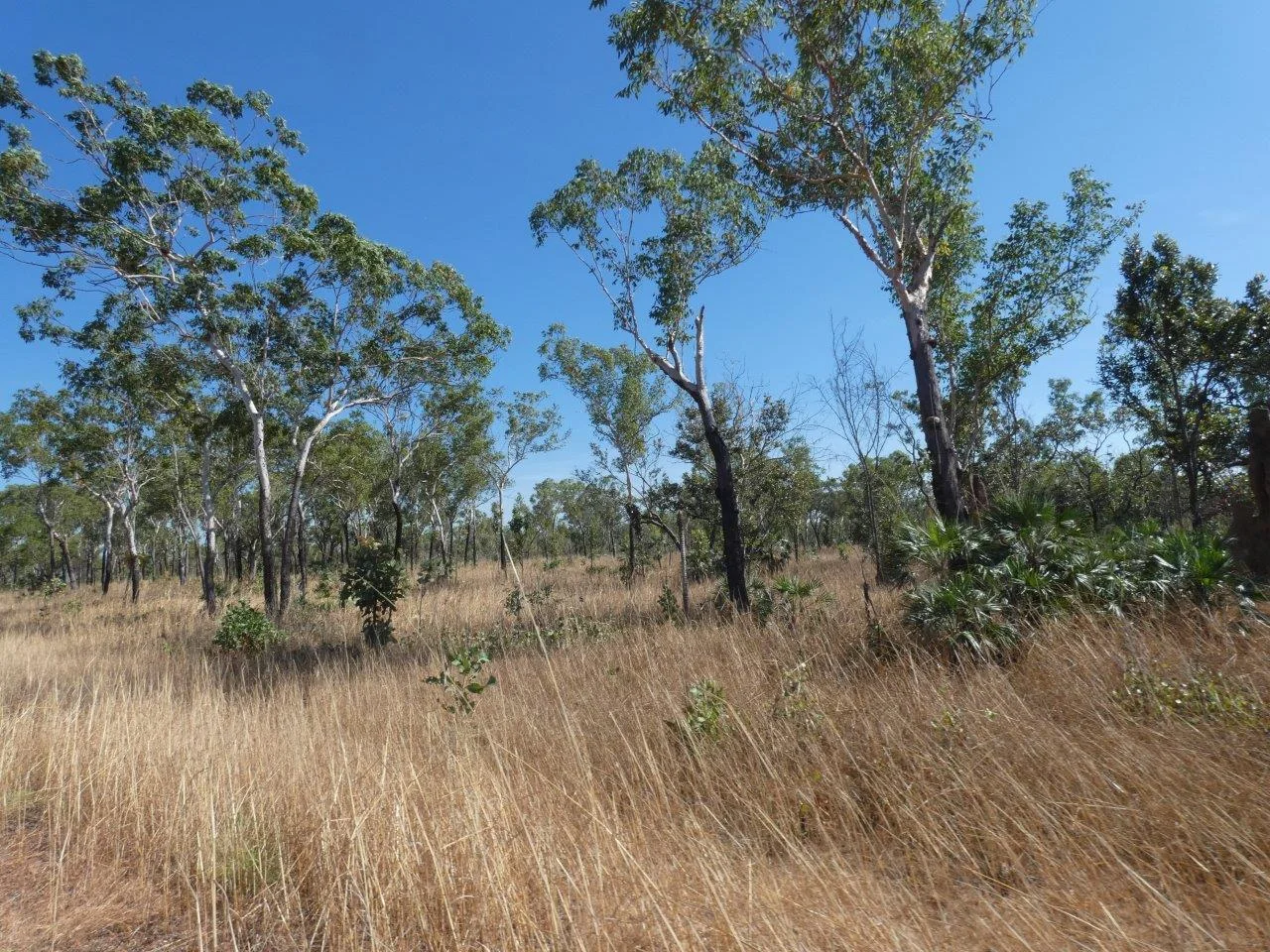 Additional image 24 of Acacia Hills NT 0822