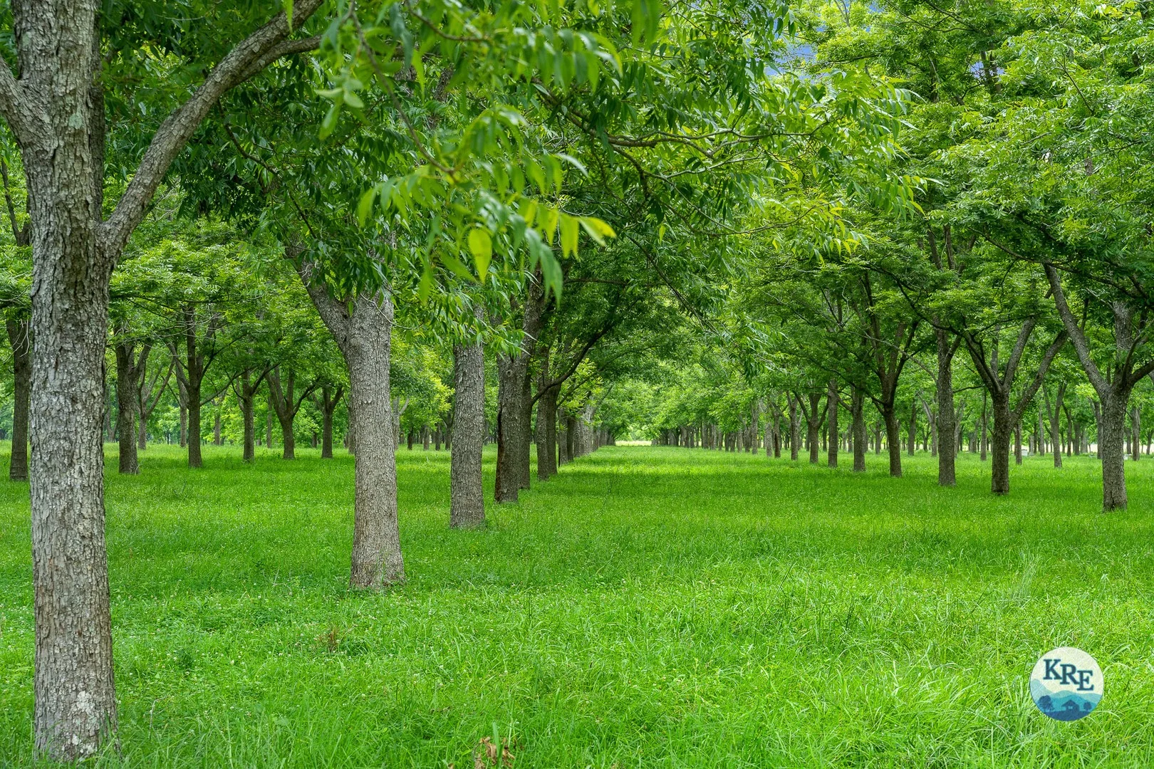 Additional image 2 of 139 Homestead Road, Kyogle NSW 2474