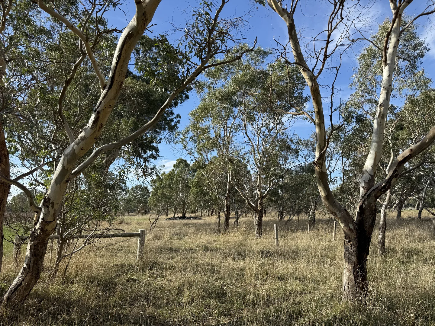 Additional image 10 of Lot 100 Dergholm Road, Penola SA 5277
