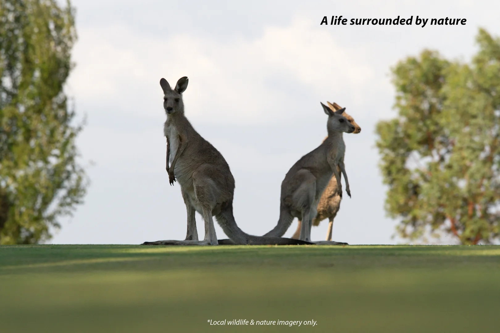 Additional image 11 of Eagleview Rise, Plenty VIC 3090