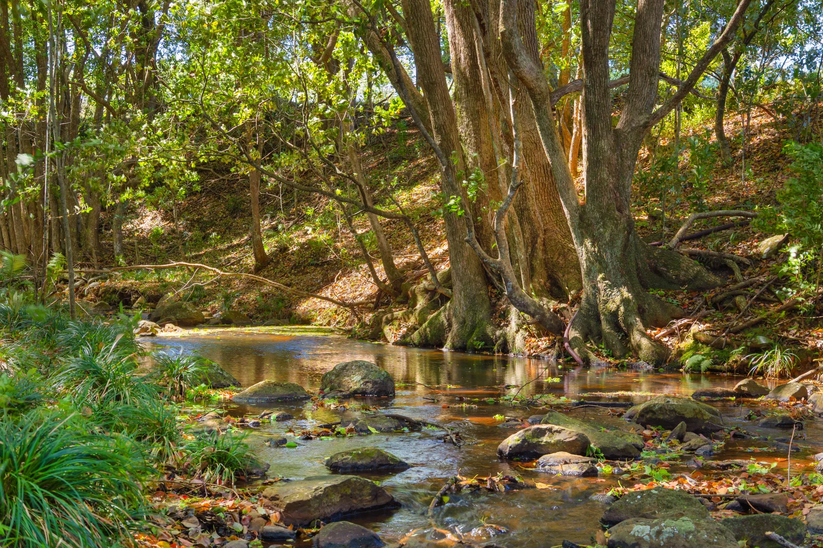 Additional image 17 of 68 Connor Road, Tregeagle NSW 2480