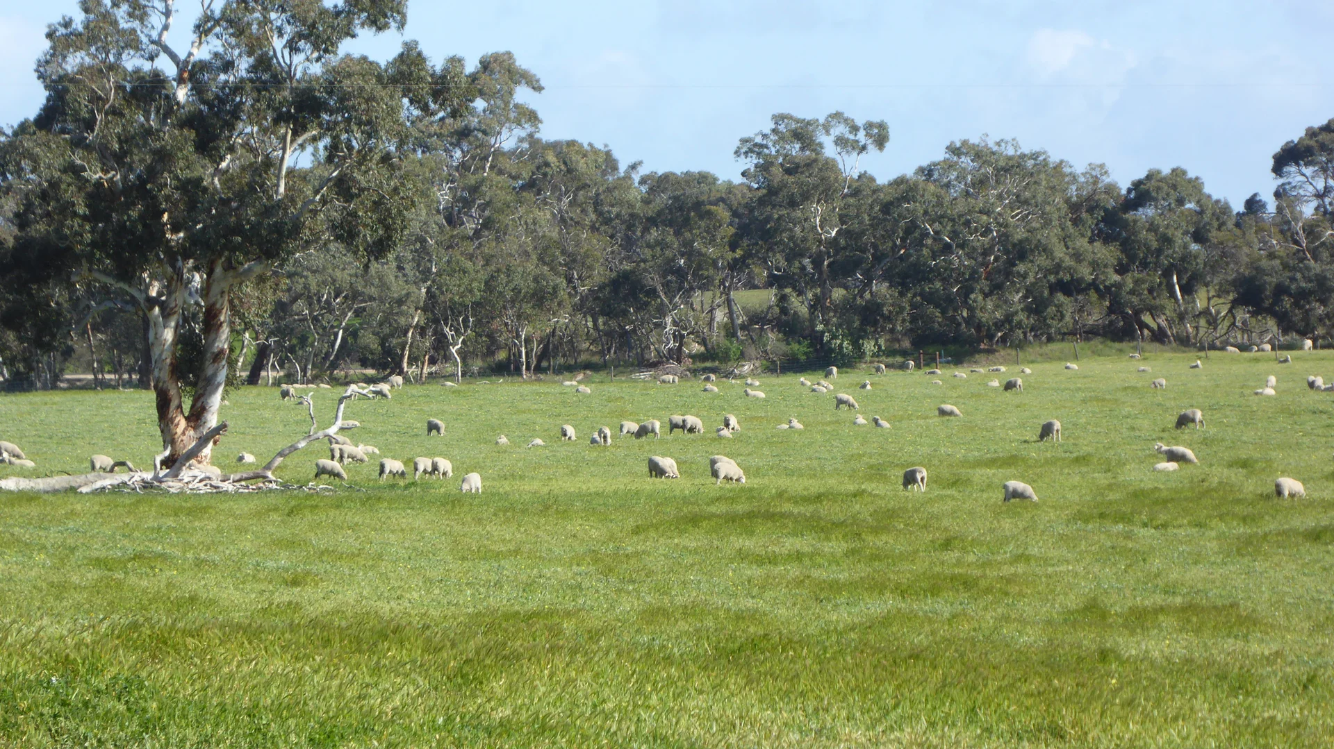 Additional image 29 of "Wyruna" 2989 Naracoorte Road, Western Flat SA 5268