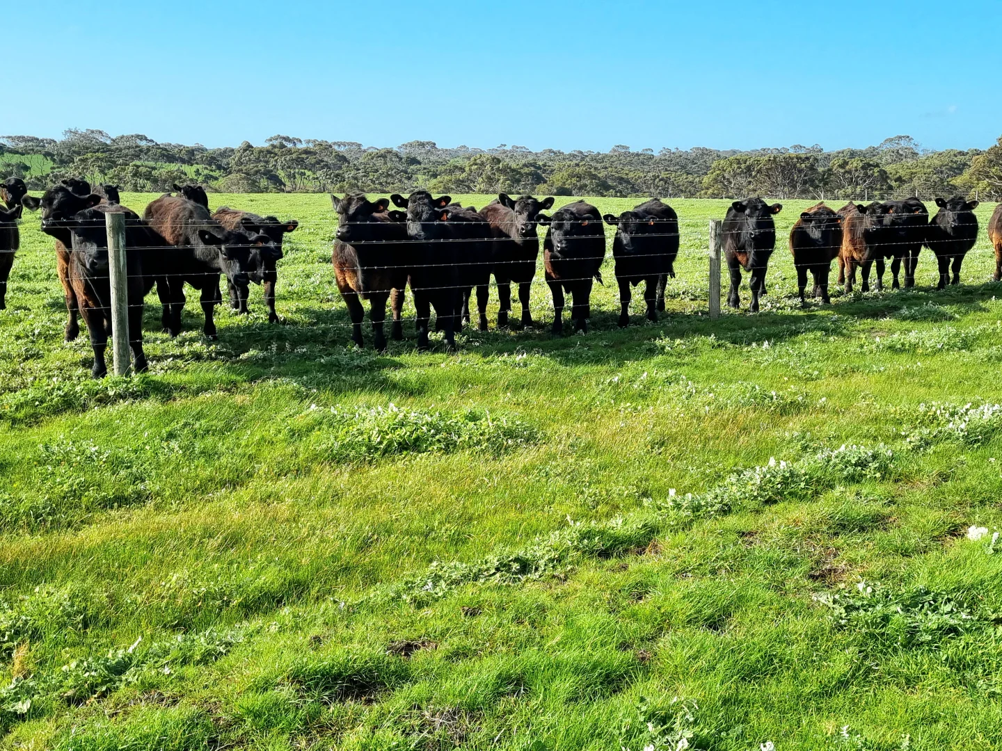 Additional image 7 of 958 Crabbs Road, Newland SA 5223