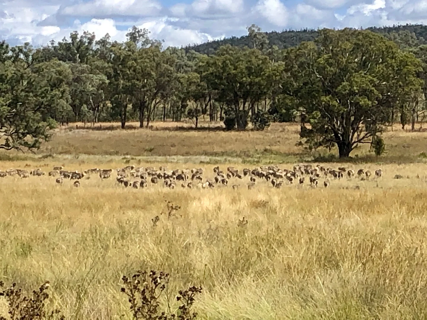 Additional image 6 of Nullamanna NSW 2360