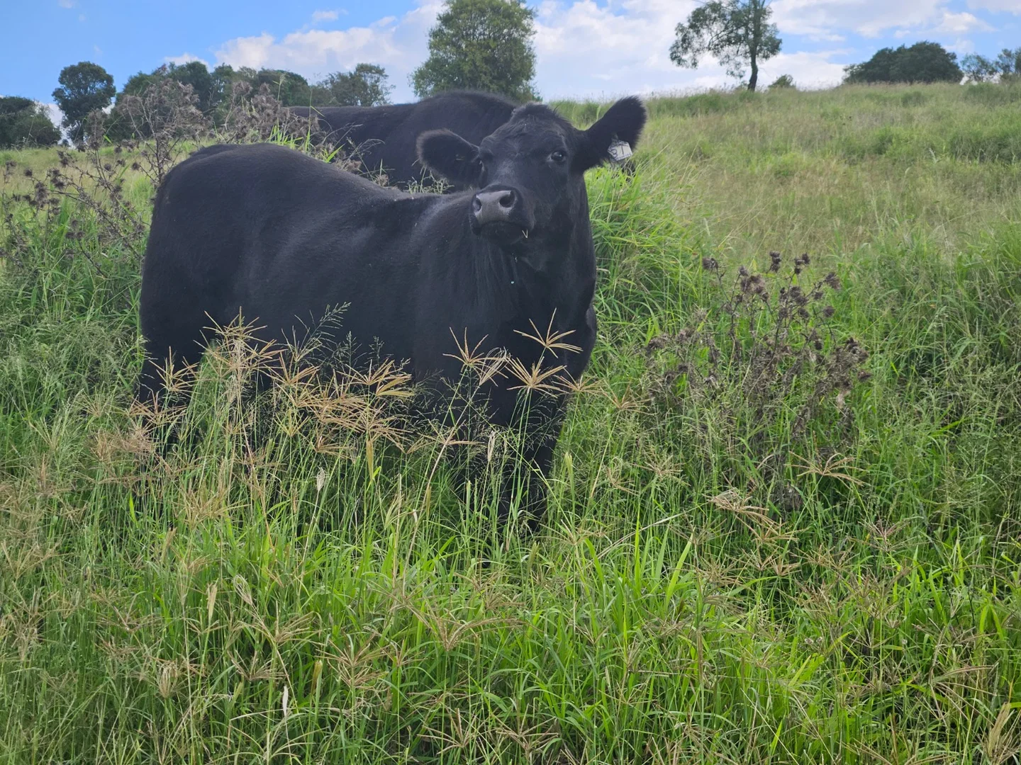 Additional image 30 of 59 Thornville Range Road, Thornville QLD 4352