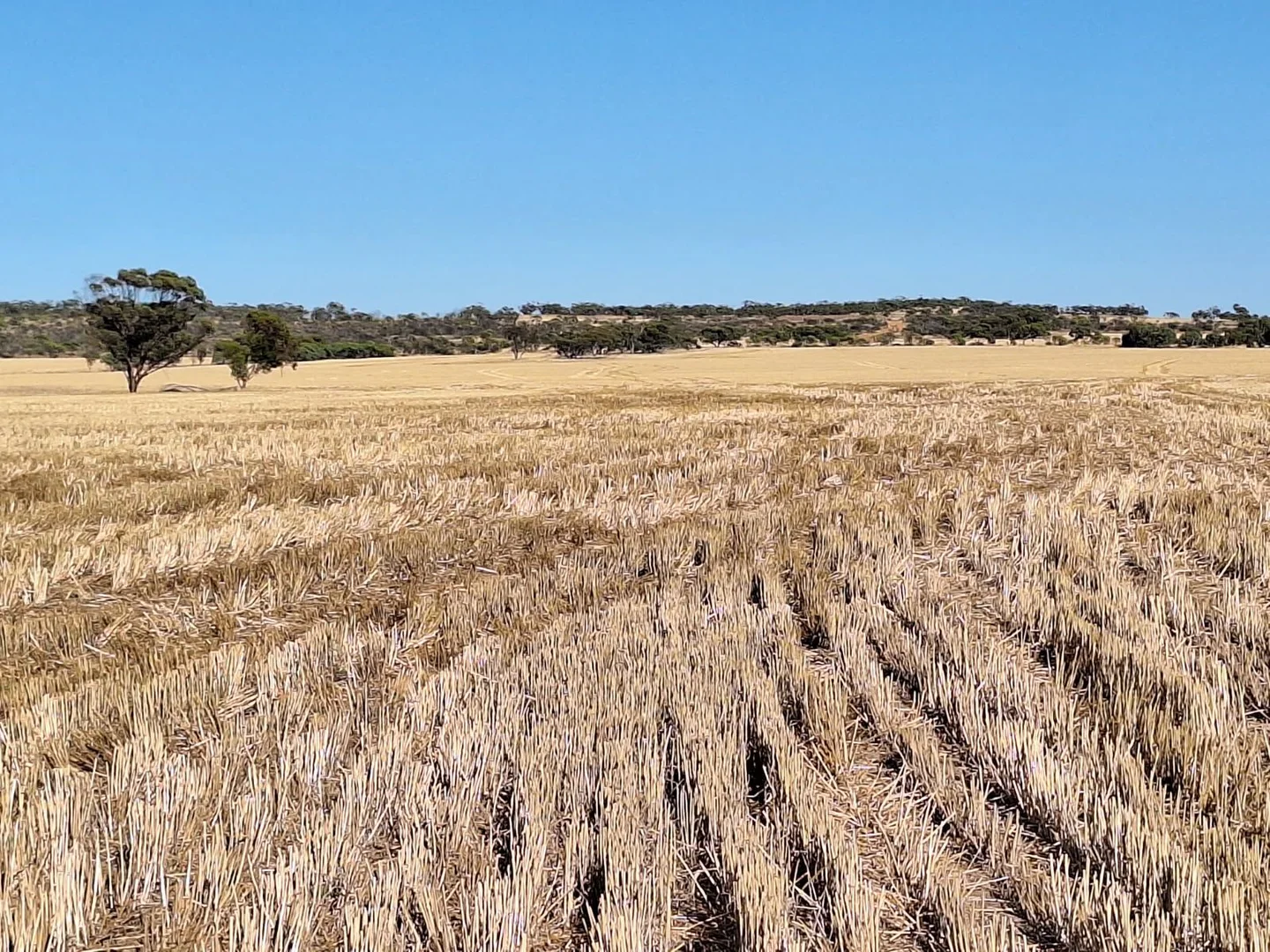 Additional image 5 of Lot 801 Carnamah - Perenjori Road, Carnamah WA 6517