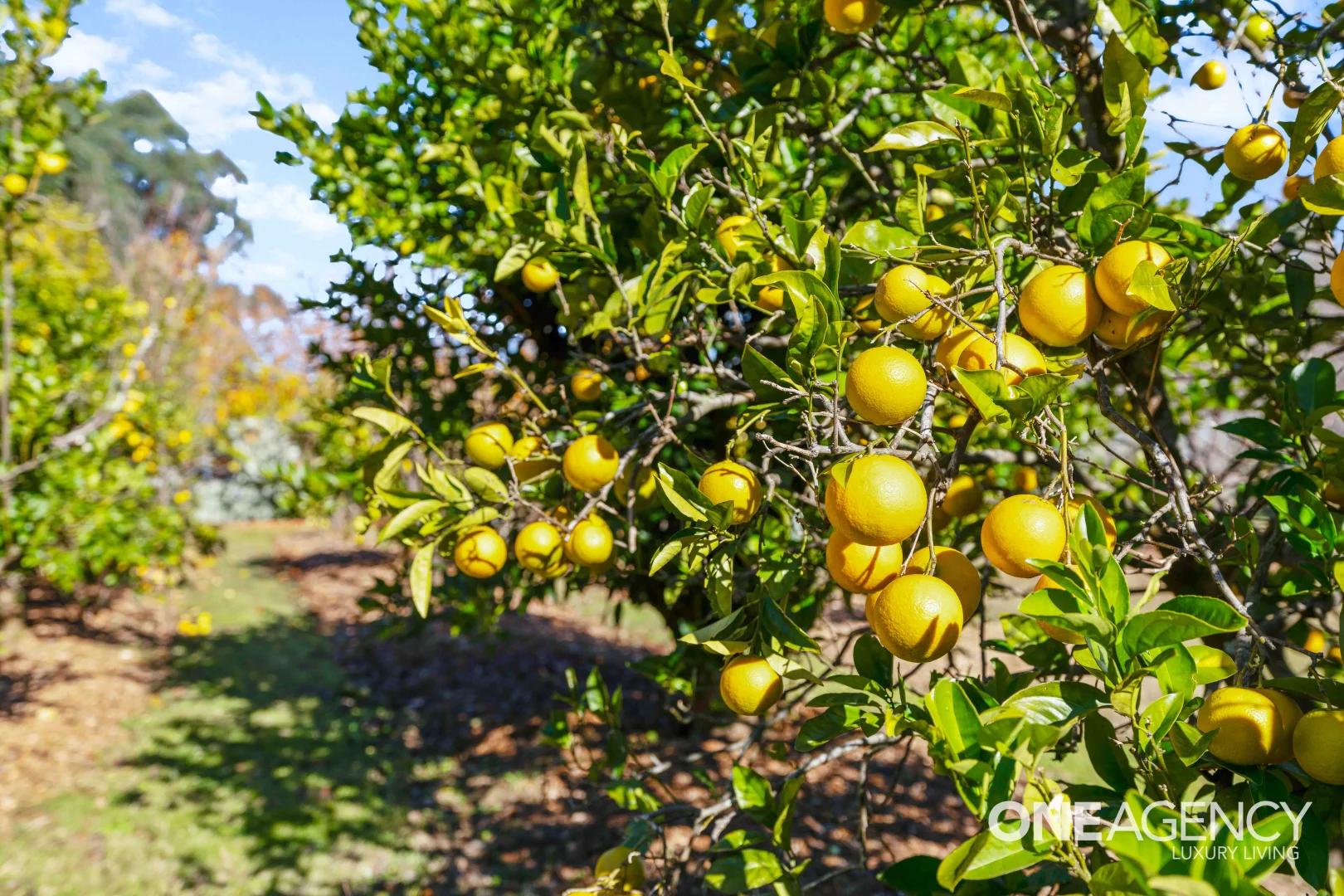Additional image 17 of 353 Bendeela Road, Kangaroo Valley NSW 2577