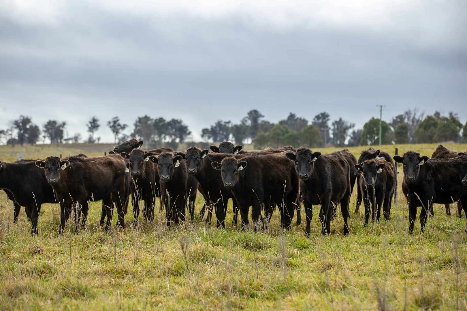 737 Dyamberin Road, Wongwibinda NSW 2350