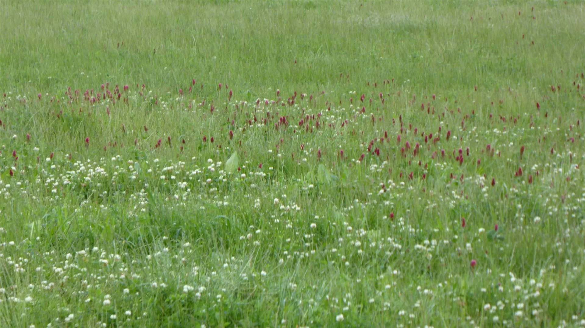 Additional image 12 of 2606 Riddoch Highway, Keith SA 5267