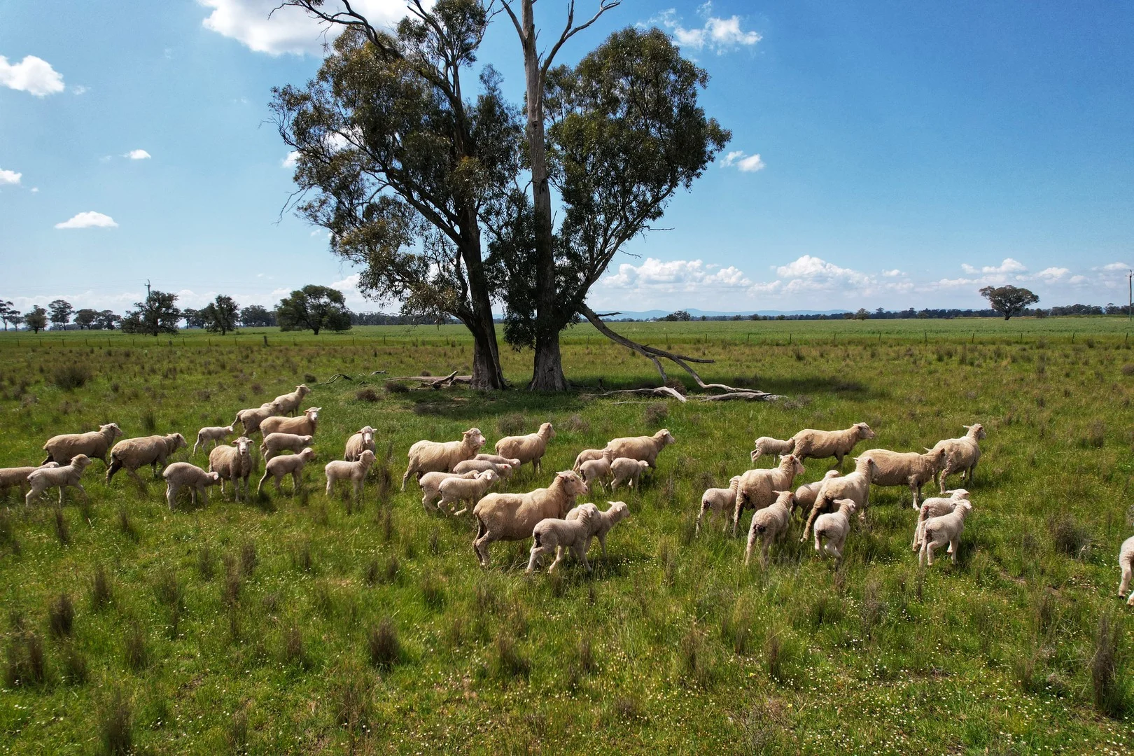 Part Rosewood Taweni Road, Peak Hill NSW 2869