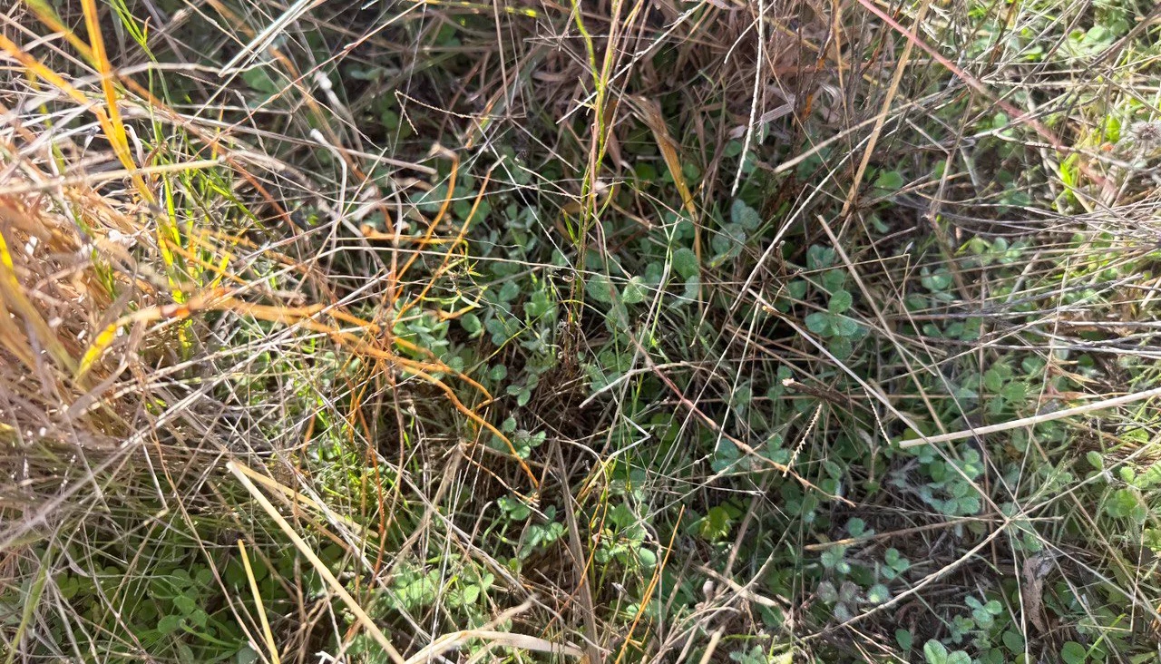 Additional image 3 of Part "Quamby" 605 Mccaskies Lane, Girral NSW 2669