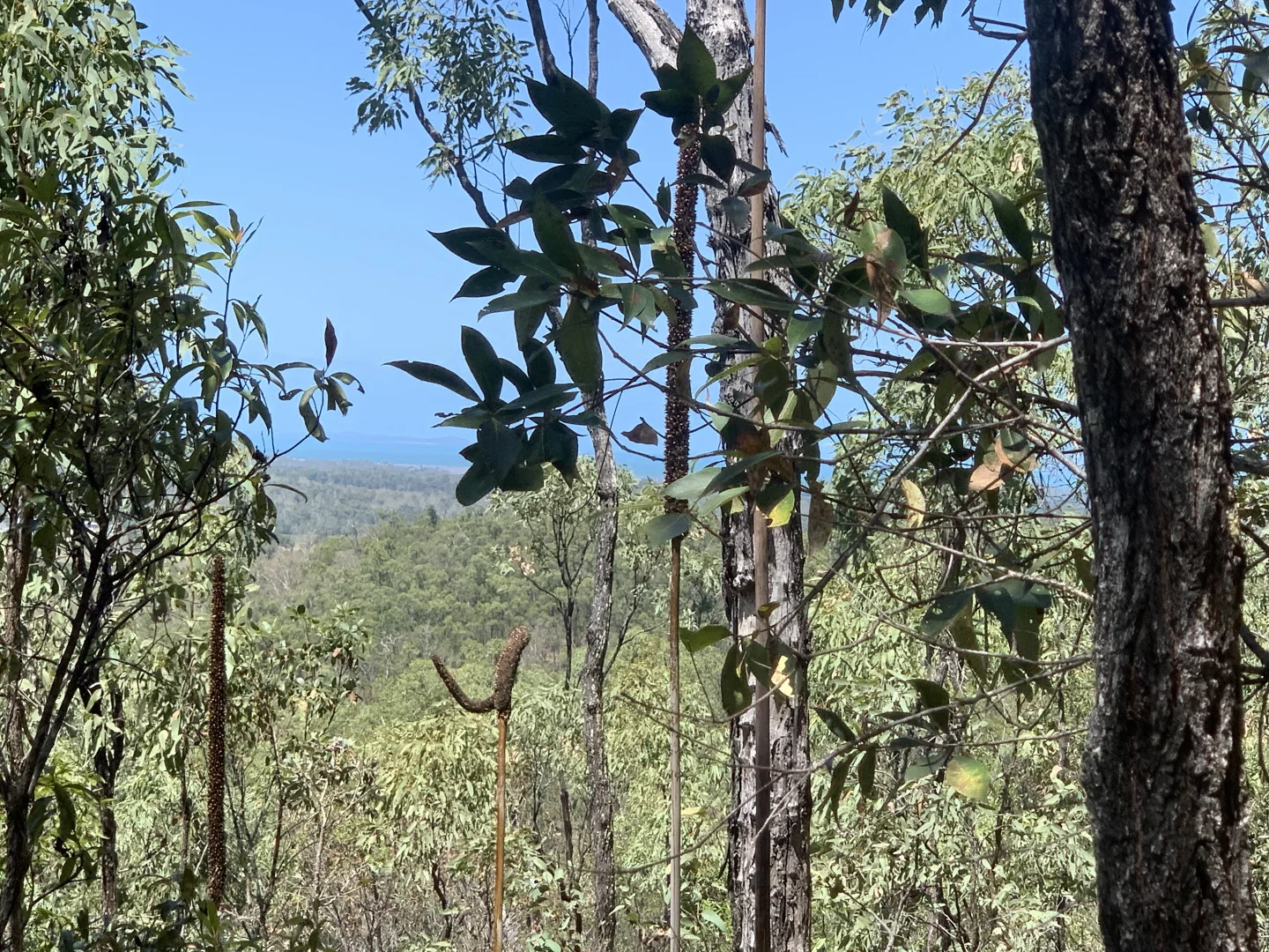 Additional image 20 of LOT 36 Whitsunday Dr, Bloomsbury QLD 4799