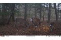Additional image 10 of Old Bradley Rd, Mardela Springs, MD, 21837