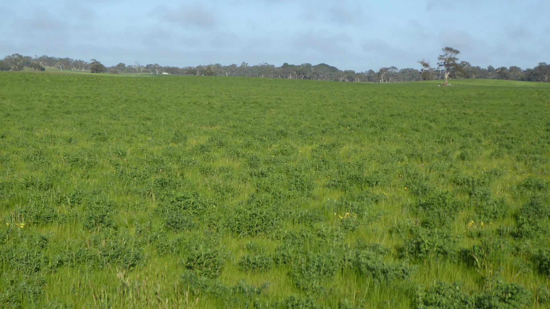 Additional image 9 of "Wyruna" 2989 Naracoorte Road, Western Flat SA 5268