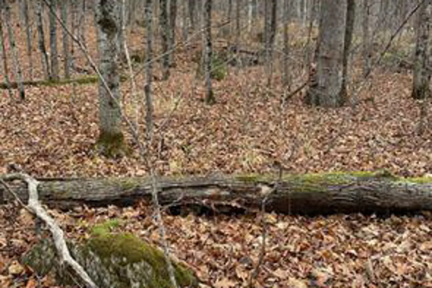 0 Myers Cave Road photo 4