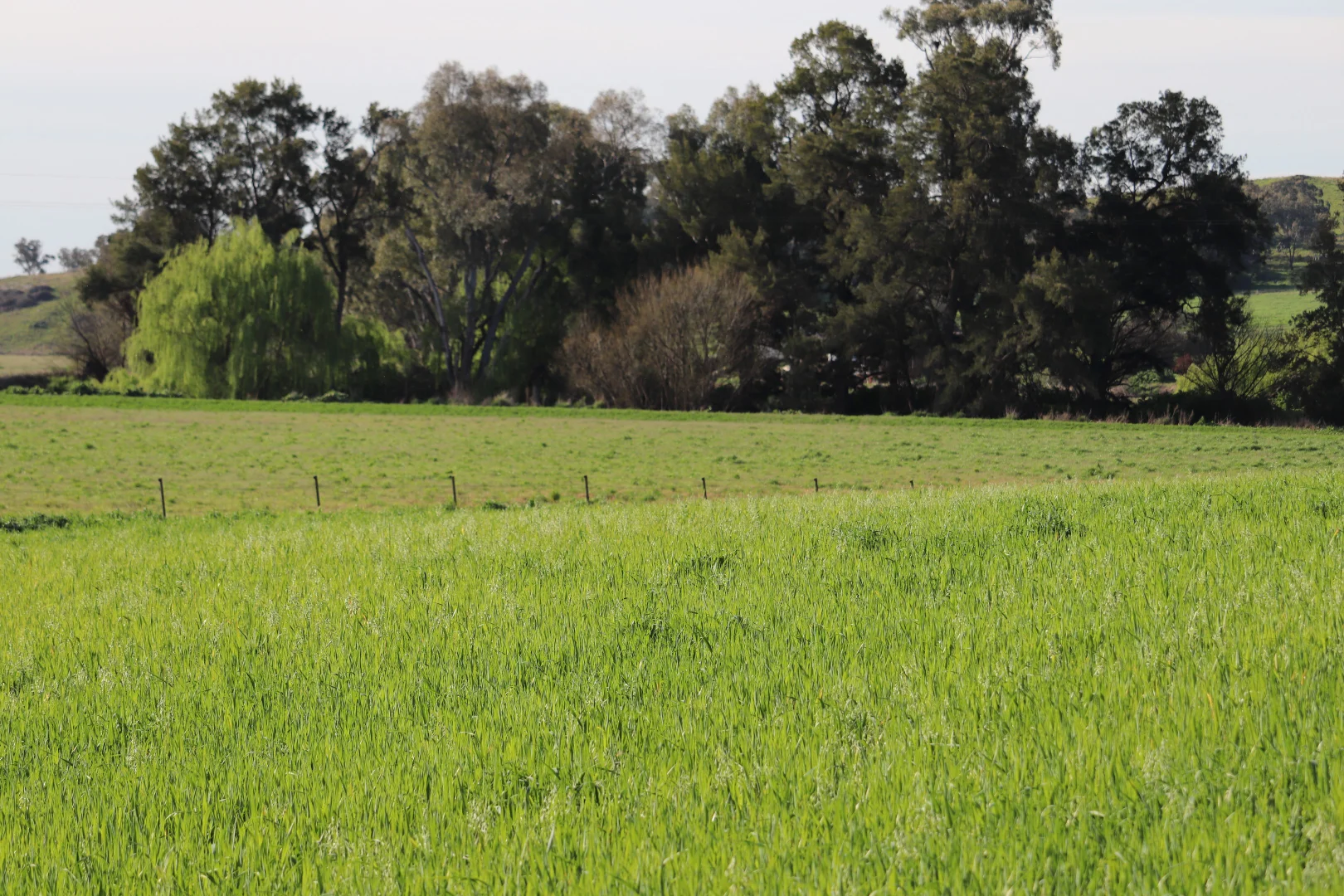 Additional image 11 of 2350 George Russell Drive, Canowindra NSW 2804