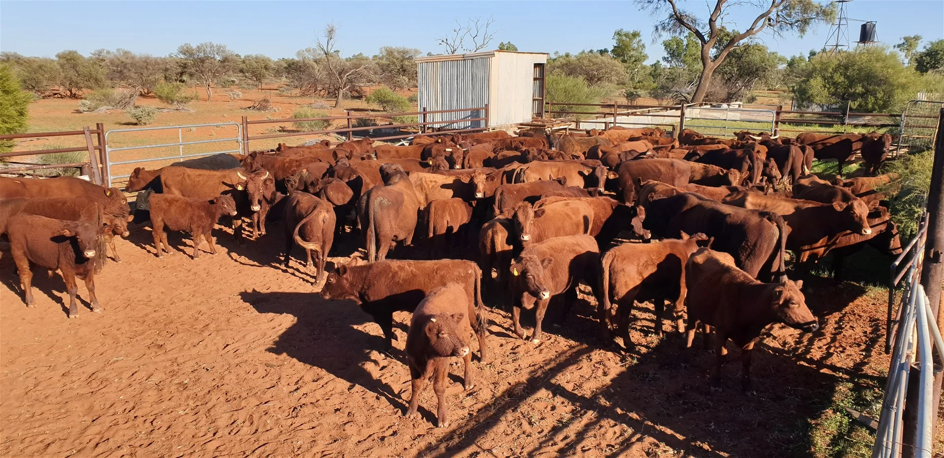 Additional image 10 of Yoothapina Station, Meekatharra WA 6642