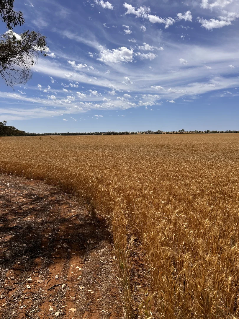 Additional image 3 of S500 Bussenschutt Road, Cunliffe SA 5554