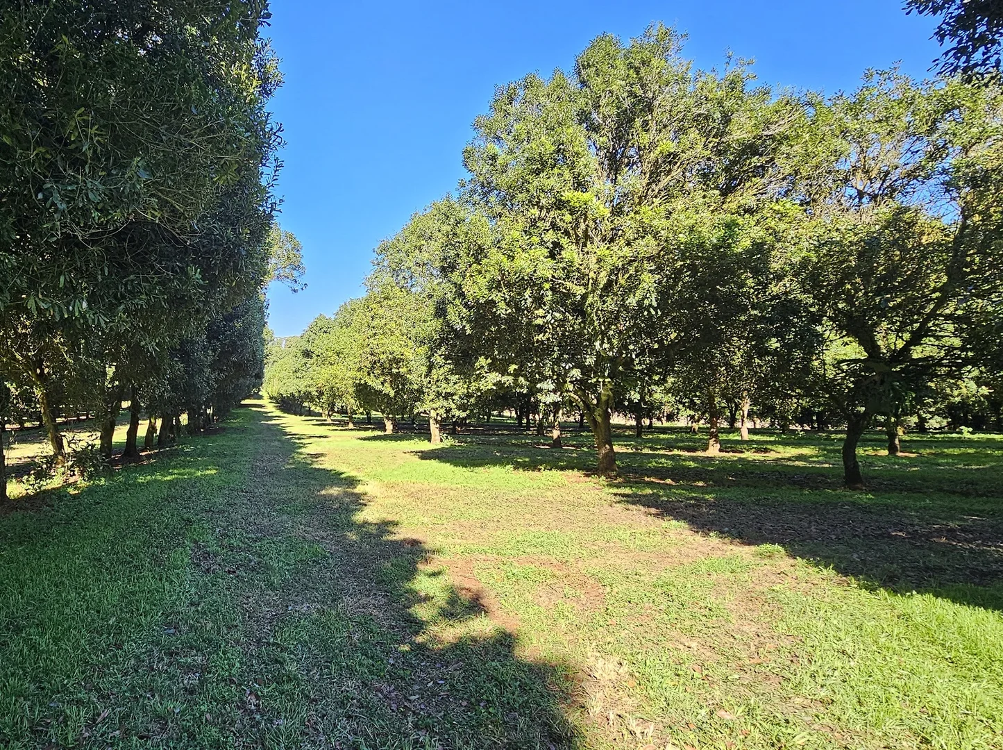 Additional image 16 of 1808 Dunoon Road, Dunoon NSW 2480