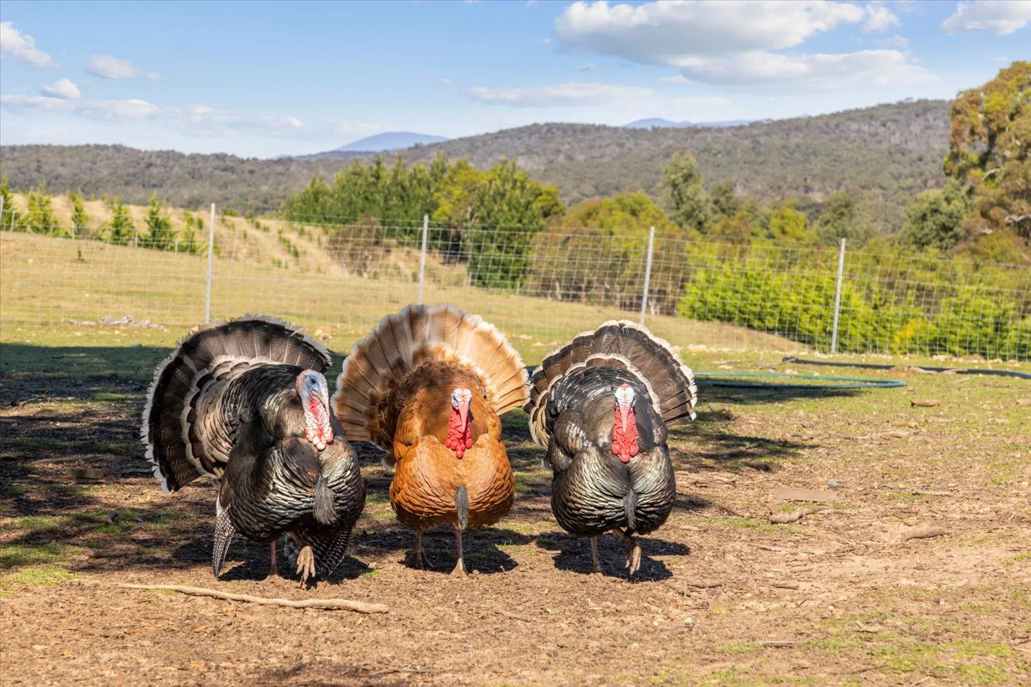 Additional image 2 of 134 Lakeview Road, Tarago NSW 2580