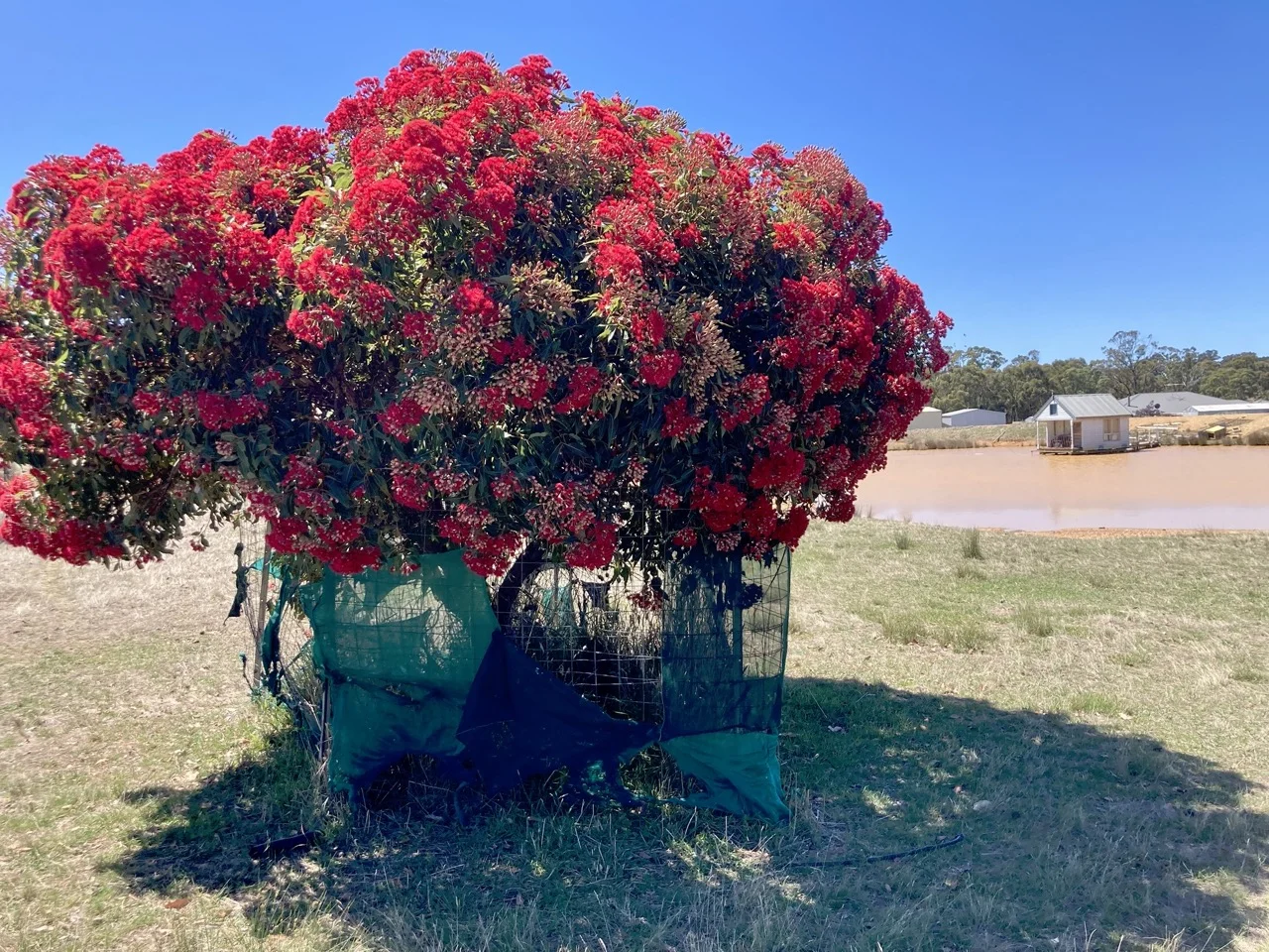 Additional image 14 of 355 Lillicur Road, Amherst VIC 3371