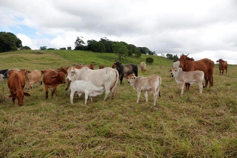 Additional image 11 of 1297 Mossman-Mount Molloy Road, Julatten QLD 4871