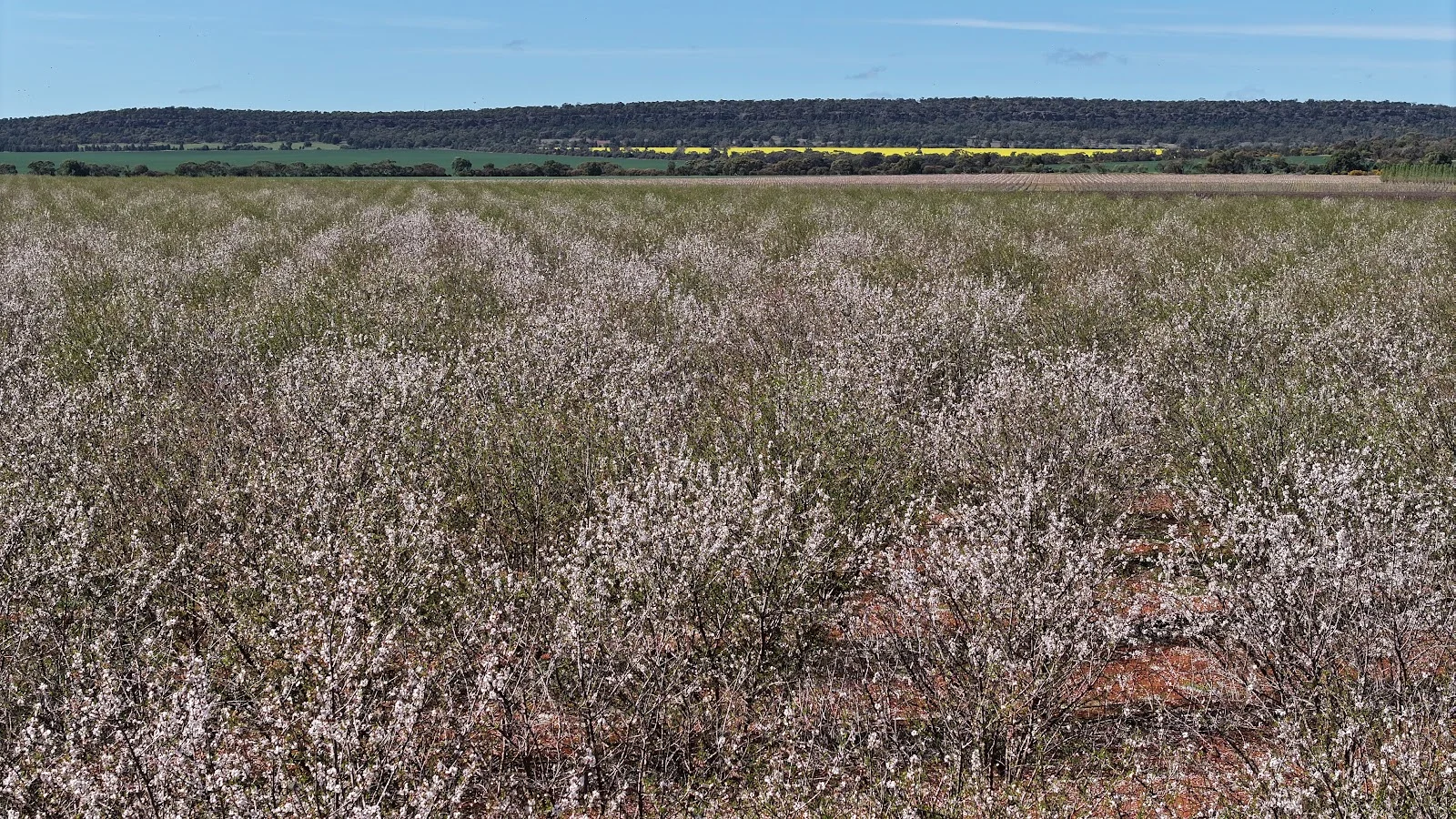 Additional image 11 of 226 & 276 New Farms Road, Nericon NSW 2680