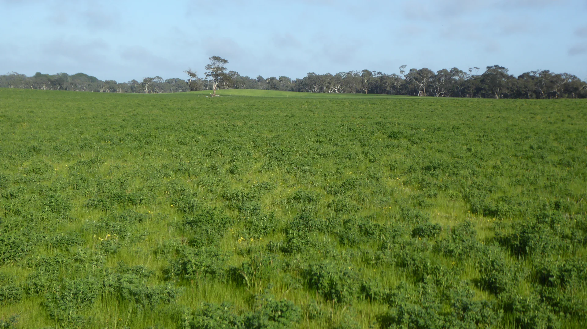 Additional image 13 of "Wyruna" 2989 Naracoorte Road, Western Flat SA 5268