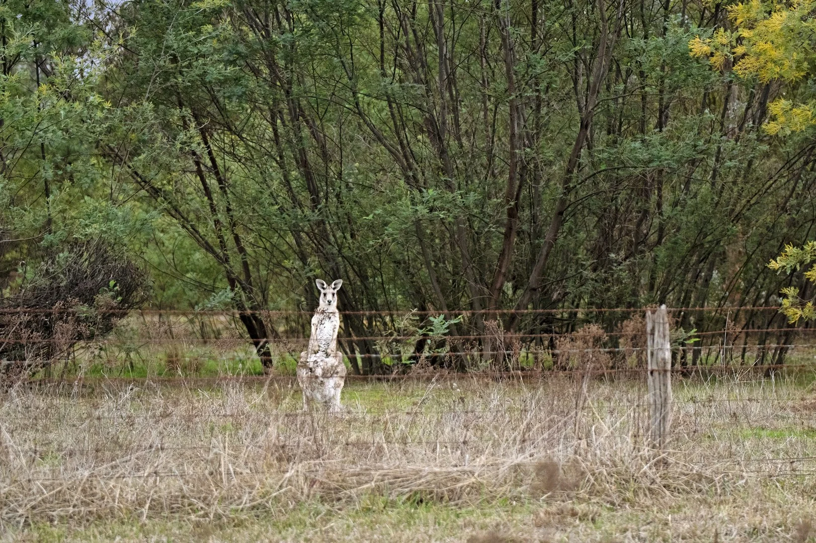 198 Kilborn Road, Carlyle VIC 3685