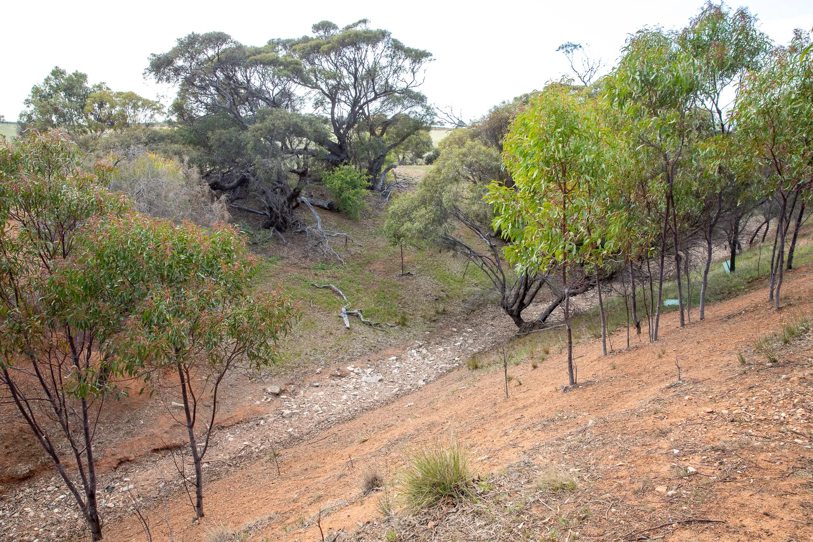 Additional image 7 of Lots 99 & Bawdens Road, Lipson SA 5607