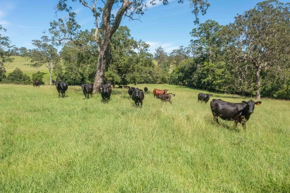 Additional image 12 of 176 McMillans Road, Ellenborough NSW 2446