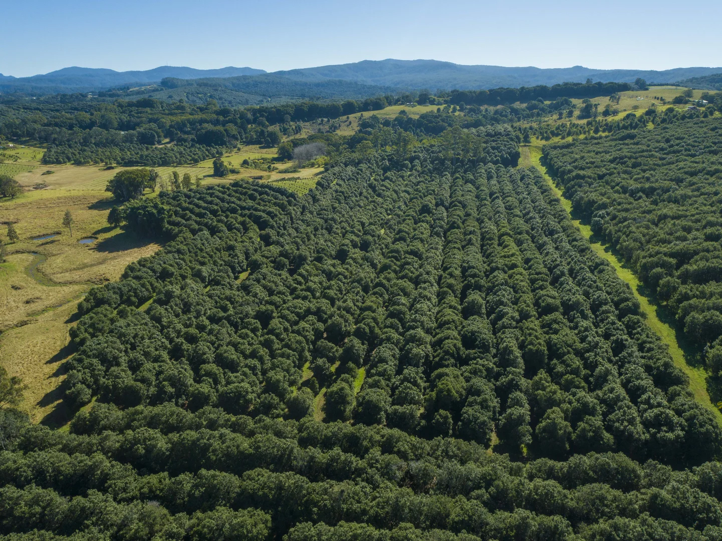 Additional image 10 of 1808 Dunoon Road, Dunoon NSW 2480