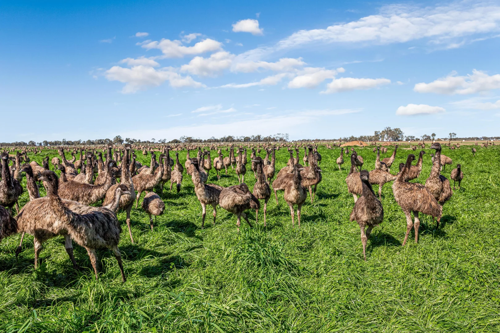 Additional image 18 of 198 Tragowel Road, Tragowel VIC 3579