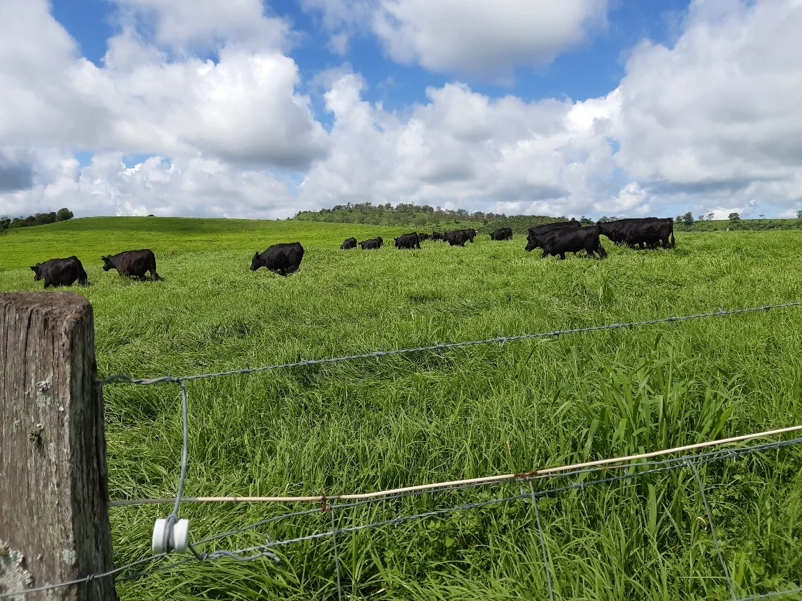 Additional image 2 of 59 Thornville Range Road, Thornville QLD 4352